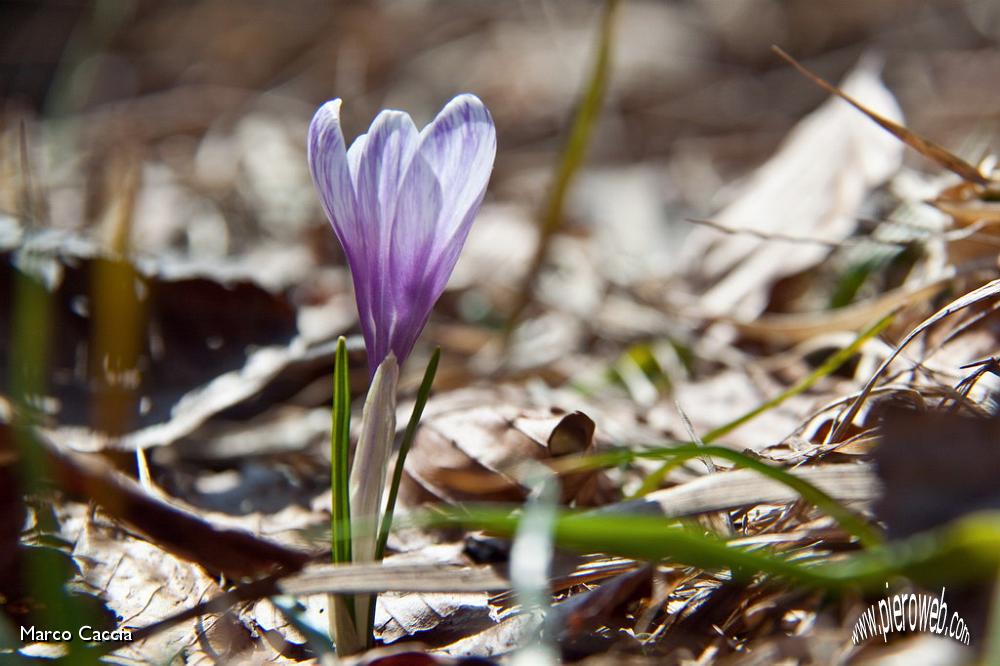 22_Crocus bicolore.jpg